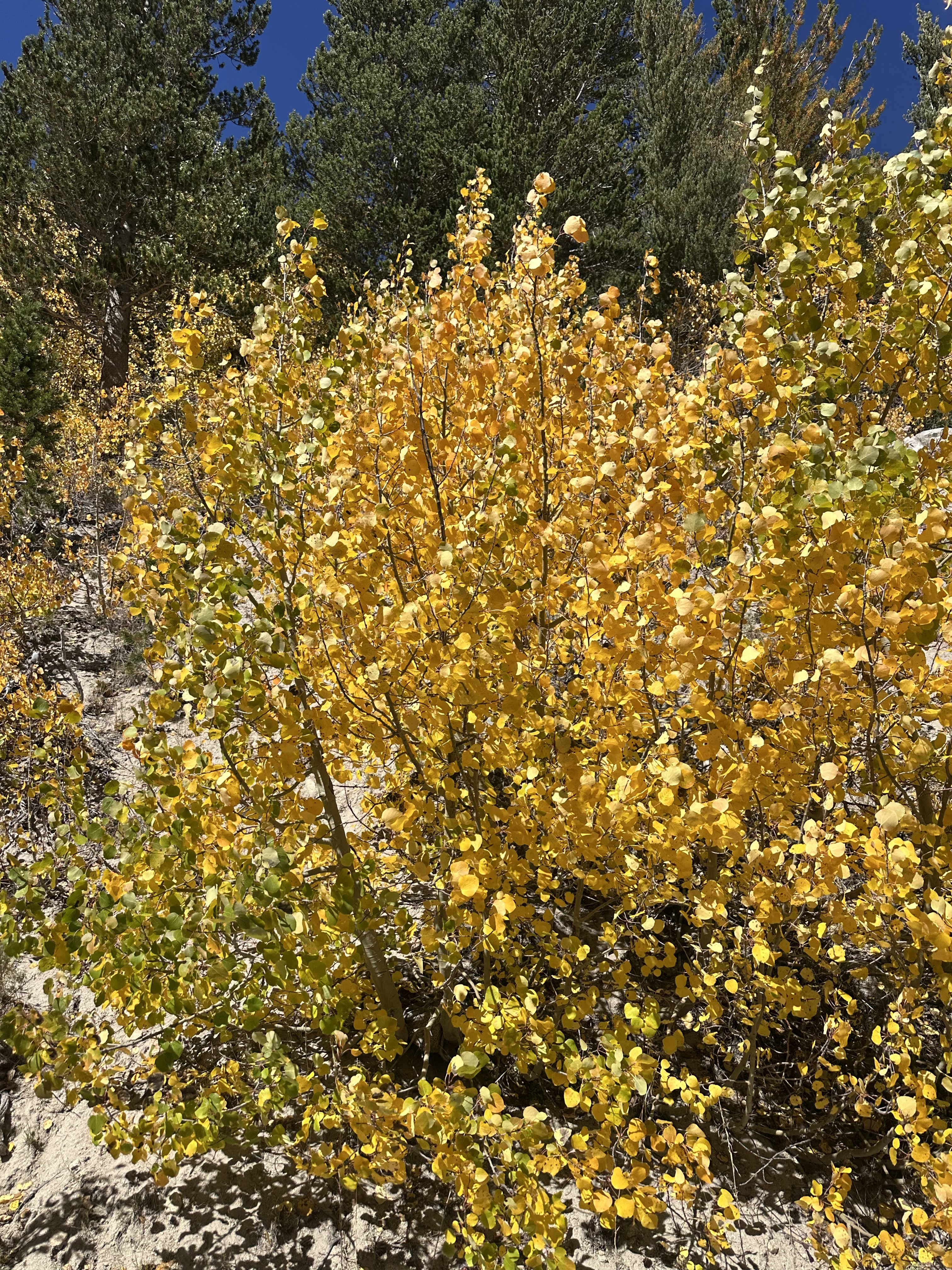 Some smaller trees are already in full color
